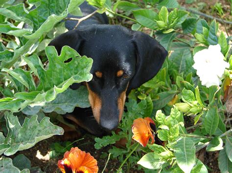 Dachshund GreatDogSite