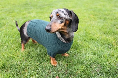 Dachshund Jumper Knitting Pattern - Etsy