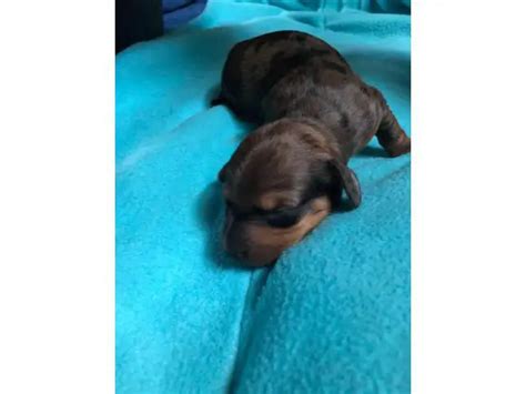 Dachshund Litter of Puppies for Sale near Indiana, LOWELL, USA.