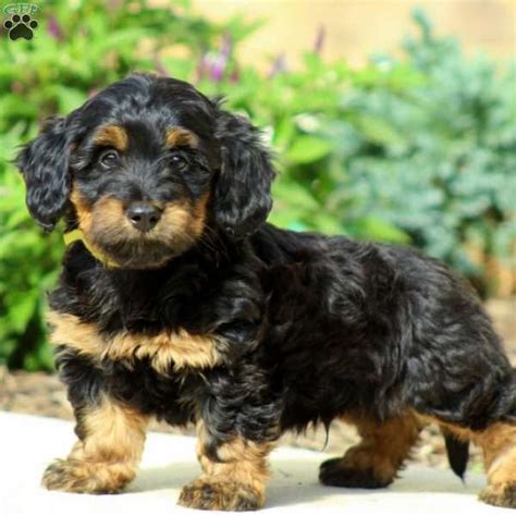 Dachshund Poodle Mix Puppies For Sale Near Me