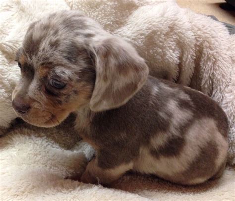 Dachshund Pug Puppies For Sale