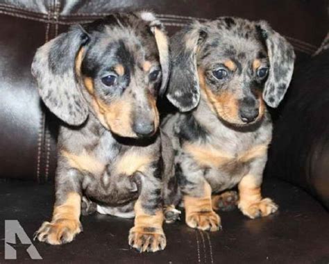 Dachshund Puppies For Sale Near Toledo, OH - premierpups.com