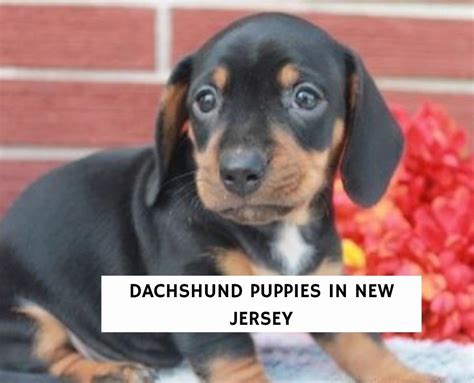 Dachshund Puppies For Sale in Williamstown New Jersey