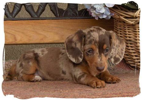 Dachshund Puppies for Sale in Iowa - DogsNow