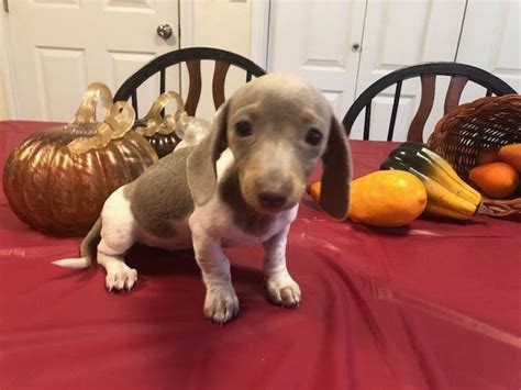 Dachshund Puppies for Sale in Maryland PuppySpot