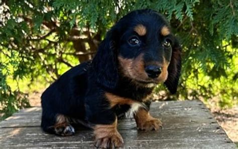 Dachshund Puppies for Sale in Syracuse, NY PuppySpot