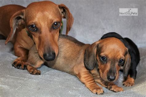 Dachshund Puppies for Sale near San Diego, California, USA, …