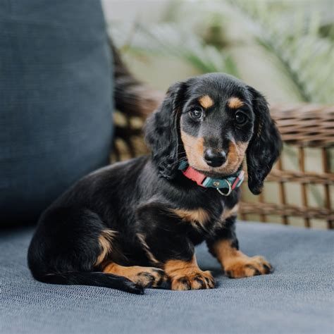 Dachshund Puppies for sale in California - k9stud.com