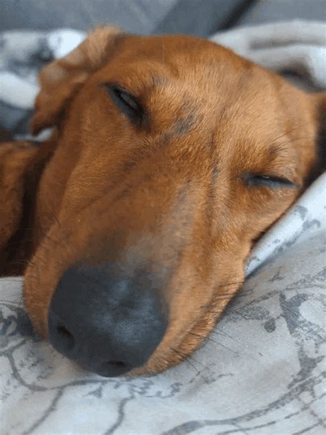 Dachshund S GIF Gfycat