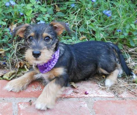 Dachshund Schnauzer Mix Puppies For Sale - petsidi.com