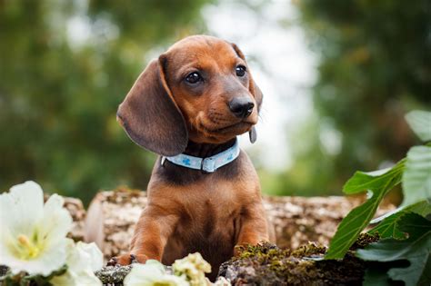 Dachshund breeders. Things To Know About Dachshund breeders. 