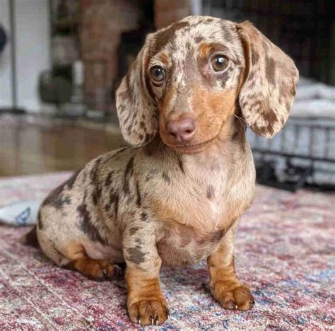 The Dachshund was developed in Germany more than 300 years ago to hunt badgers (dachs, badgers; hund, dog). Dachshunds are bred with three coat varieties: (1) Smooth, (2) Long, and (3) Wirehaired ....