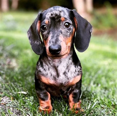 Are you considering adopting a Dachshund pupp