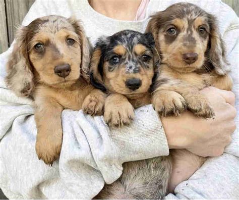 About Dachshund Puppies in Allendale, MI Affectionately known as the weiner dog, the Dachshund is a remarkable hound-type dog that had a successful career in hunting but now has sniffed its way to the hearts and homes of dog-lovers all over the world.