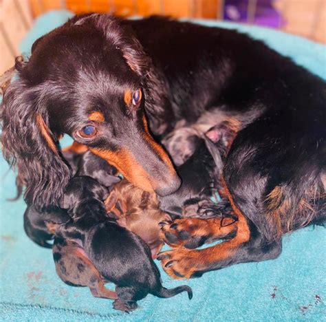 Dachshund breeders in tn. Things To Know About Dachshund breeders in tn. 