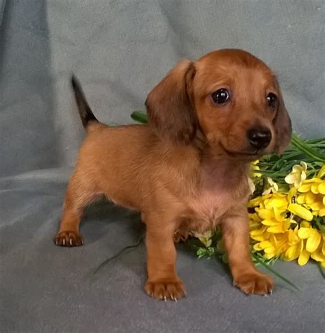 Dachshund breeders ohio. Things To Know About Dachshund breeders ohio. 