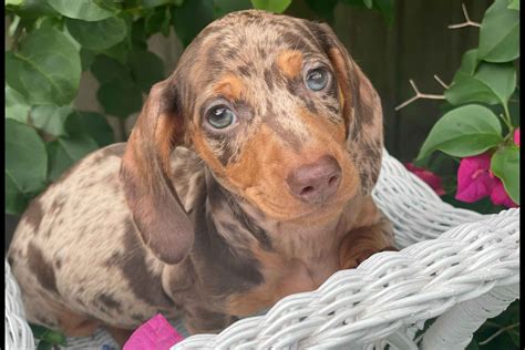 USA PLANT CITY, FL, USA. Distance: Aprox. 93.7 mi from Melbourne. Dachshund puppy for sale: Sale price - $4000 The male pup is 11 weeks old and is a long haired, mini chocolate and tan dachshund. This cutie is looking for an owner who can... Tags: Florida dogs Florida puppy (s) Dachshund Florida.. 