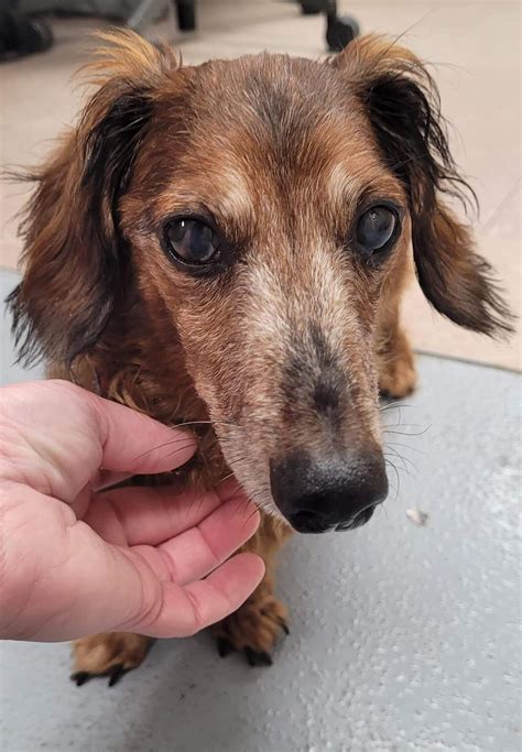 For my birthday this year, I'm asking for donations to Dachshund Haus Rescue. I've chosen this nonprofit because their mission means a lot to me, and I.... 