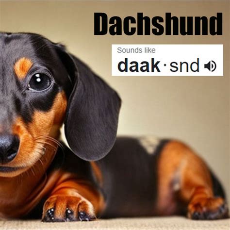 Dachshund pronunciation. Things To Know About Dachshund pronunciation. 