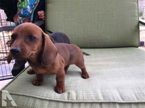 Why buy a Dachshund puppy for sale if you can adopt and save a life? Look at pictures of Dachshund in New Mexico puppies who need a home. ... Albuquerque, NM Size (when grown) Med. 26-60 lbs (12-27 kg) Details ...