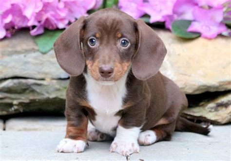 Puppies.com will help you find your perfect Dachshund puppy for sale i