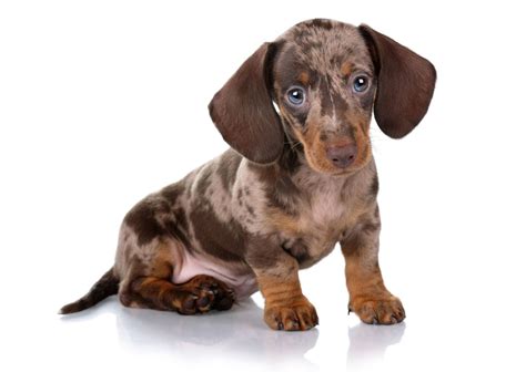 Find a Dachshund puppy from reputable breeders near you in Fort Wor