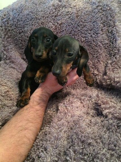 Dachshund puppies for sale in Bountiful, UT from trusted breeders ...