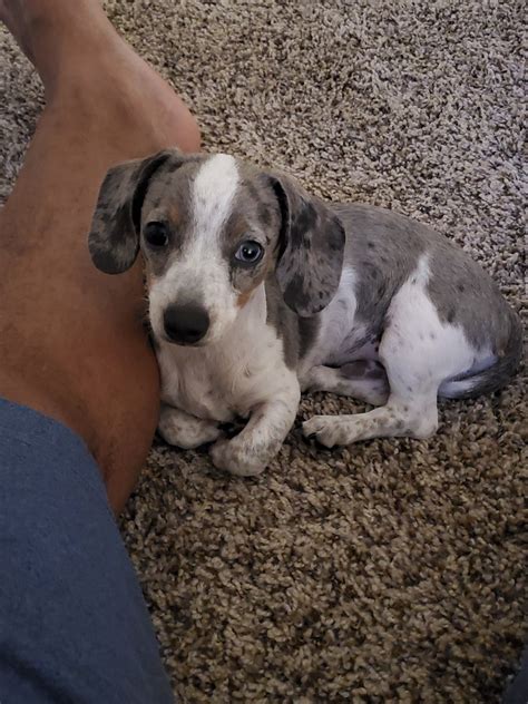 Dachshund puppies for sale in Mobile, AL from trusted breeders