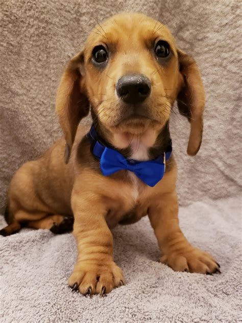 Dachshund · Tuscaloosa, AL. TEXT 205-534-XXXX and talk to Ms. Jo for full information Van is a chocolate-based ee cream long hair male out of Latte by Andy. He is available pet only for $1500 or with full AKC to approved home for $2000. As his pare… more. Suezanne Woods ·Over 4 weeks ago on Puppies.com.. 