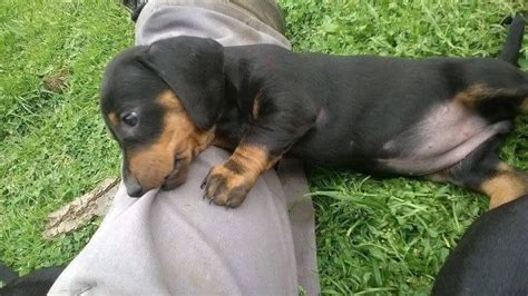USA ENTERPRISE, AL, USA. Distance: Aprox. 161.7 mi from Birmingham. 2 male and 2 female dachshund puppies for sale born March 4th asking $650 each. 3347012782. Tags: Alabama dogs Alabama puppy (s) Dachshund Alabama.