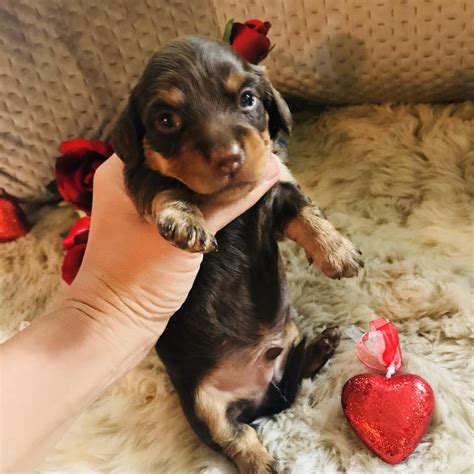 Dachshund puppies for sale in chicago il. Doxle Puppy For Sale in CHICAGO, IL, USA. Credit Cards Welcome*^*Best Guarantees. Visitors Welcome: Hug-A-Pup 6931 Calumet Av. Hammond,In. 46324...(ONLY 7 BLOCKS OFF 80/94) Please Call: "Susan" 773-327-2050 or 708-299-2850. Gorgeous Dachshund/Beagle puppy. Family raised with children. Vet Checked. Shots/Worming UTD. *FREE VET EXAM again. 