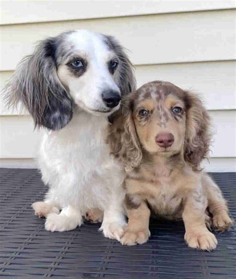 Dachshund puppies for sale in nc. Things To Know About Dachshund puppies for sale in nc. 