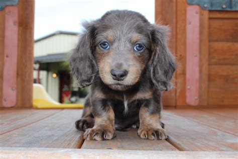 Dachshund puppies for sale in texas. Find Dachshund puppies for sale. Better known as the “wiener dog,” Dachshunds are an unmistakable breed. Originally raised in Germany to help with hunting, the iconic Dachshund has short little legs and a long body, along with a strong personality. All of our Miniature Dachshunds are CKC Registered and Socialized. 