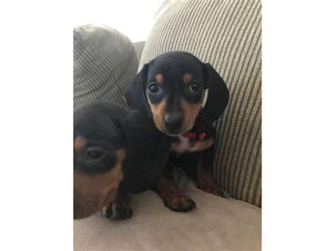 Find a Dachshund puppy from reputable breeders n
