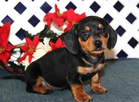 Dachshund puppies for sale virginia. Dachshunds are a lively and beloved dog breed that are known for their short legs, big ears, and long bodies. They usually have a smooth-haired, longhaired, or wirehaired coat. Though small, their personality is larger than life! Dachshunds are very loyal and devoted dogs to their people and can make great companions. 