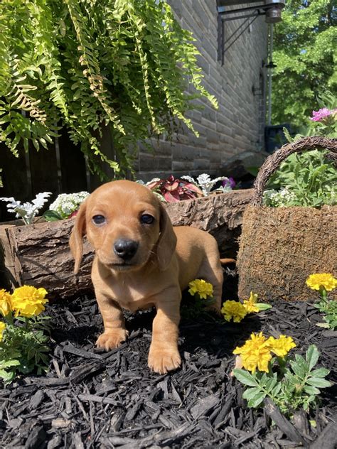 These adorable mini dachshund puppies are looking for
