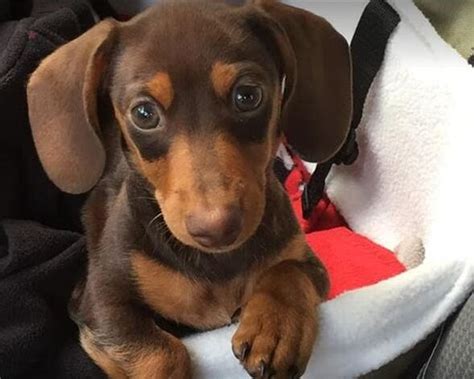 Find Dachshund puppies for sale. Better known as the “wiener dog,” Dachshunds are an unmistakable breed. Originally raised in Germany to help with hunting, the iconic Dachshund has short little legs and a long body, along with a strong personality. Every puppy we raise is adored as part of our family from birth.. 
