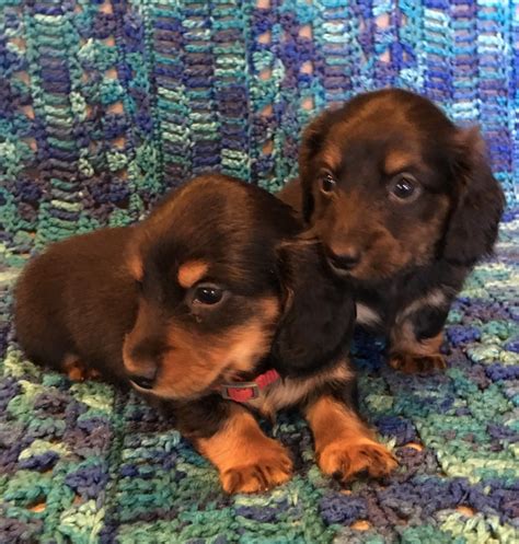 Dachshund puppies minnesota. About Dachshund Puppies in Blaine, MN Affectionately known as the weiner dog, the Dachshund is a remarkable hound-type dog that had a successful career in hunting but now has sniffed its way to the hearts and homes of dog-lovers all over the world. 