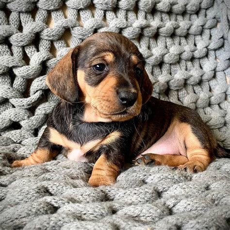Dachshund puppies nc. Things To Know About Dachshund puppies nc. 