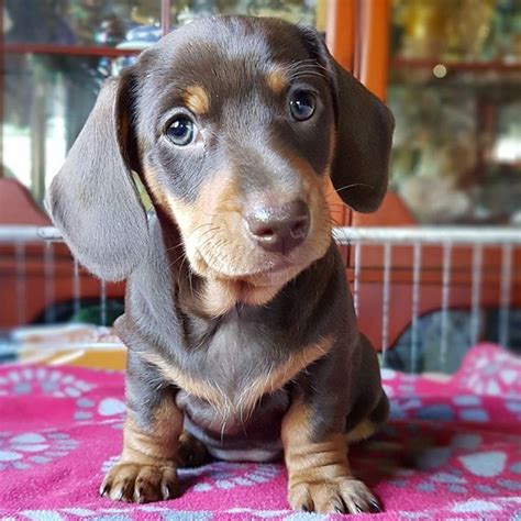 Find Dachshund puppies for sale. Better known as the “wiener dog