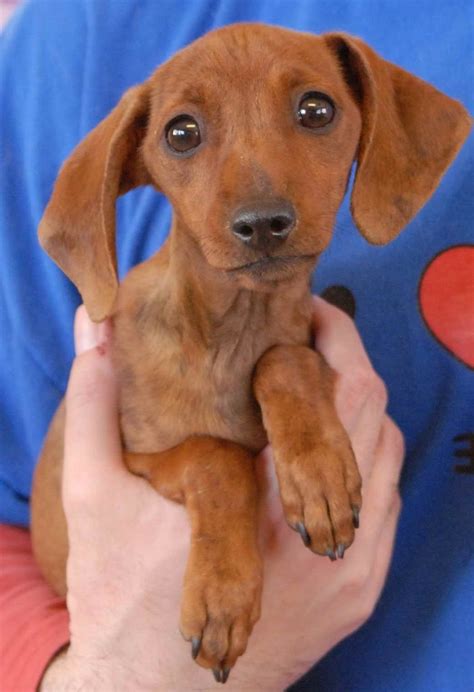Dachshund rescue florida. We are a 501c3 non-profit rescue organization (EIN # 82–1295650) specializing in dachshund and dachshund mixes. We don’t house them in a shelter, but instead provide qualified foster homes and adopt them out to their furever homes, all over the State of Florida. 