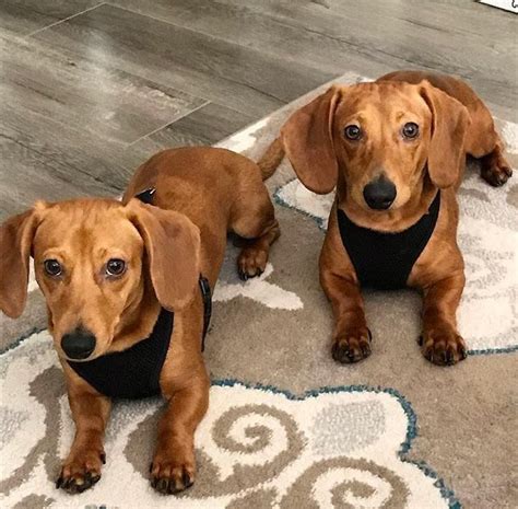 Dachshund rescue michigan. Things To Know About Dachshund rescue michigan. 