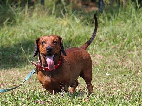 Apr 24, 2020 · "Click here to view Dachshund Dogs in Massachusetts for adoption. Individuals & rescue groups can post animals free." - ♥ RESCUE ME! ♥ ۬.