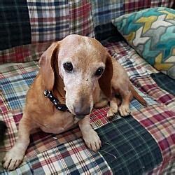 Dachshund rescue of los angeles ca. Things To Know About Dachshund rescue of los angeles ca. 