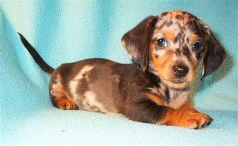 Dachshund rescue ohio. Choosing A Good Dachshund Rescue. If you want to own a dog and think of adopting one from Dachshund shelters, you are making the right choice. If you are on the verge of picking a Dachshund puppy in Dachshund shelters, you might be thinking about how to choose a good Dachshund rescue. If you have … 