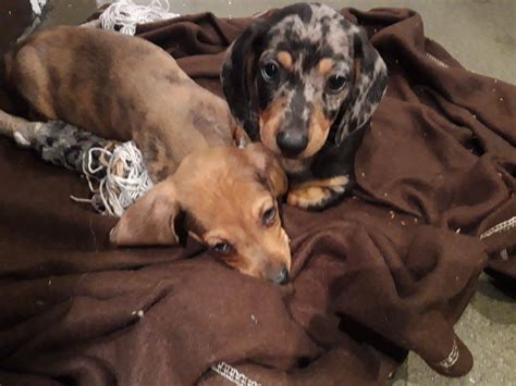 More miniature dachshunds. Search for miniature dachshund rescue dogs for adoption. Adopt a rescue dog through PetCurious.. 