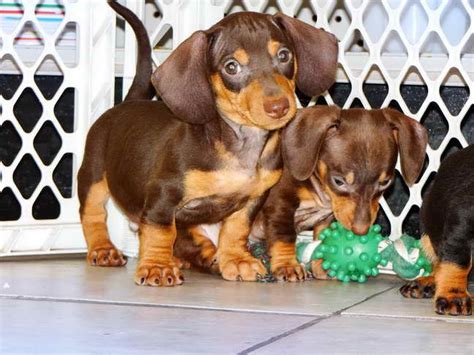 The rescue is entirely governed and operated by volunteers and does not place dogs in a central shelter. All dachshunds are fostered in a loving home .... 