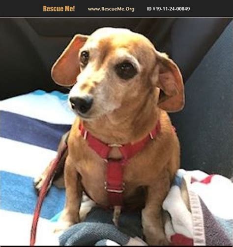2023 YTD: 36. Since 2006: 3,493. Adoption Information. FEE INSTRUCTIONS: Adoption fees are due AFTER your submitted application has been approved and you have matched with a pup!!! Please DO NOT PAY FEE ahead of your confirmed approval. All Texas Dachshund Rescue is unable to adopt any dogs outside of the state of Texas.. 