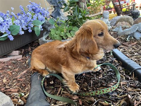 Dachshund rescue sioux falls. you have any questions or are. interested in one of our puppies! Guardian Kennels. Dan and Deb Smith. 46502 151st Ave. Kilkenny, MN 56052. (507) 595-3360. ~ Email Us ~ smith7@frontiernet.net. When God had made the earth and sky the flowers and the trees. 