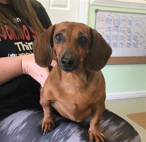 Dachshund rescue so cal. Darth (male) ID: 24-02-29-00428. Dachshund mix. This cute little dude has been at the rescue for a few months to allow him and his friends to decompress after... » Read more ». Brantley County, WAYNESVILLE, GA. Details / Contact. 11 of 14. Shorty (male) ID: 24-02-27-00318. Dachshund mix. 